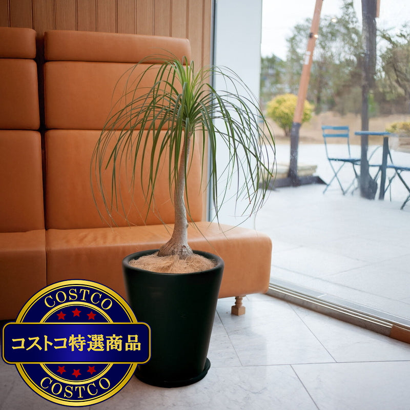 (コストコ) モダン PR1 マット釉 プランター 受け皿付き L 13号 40 x 43cm ブラック ZZ-C13K13P