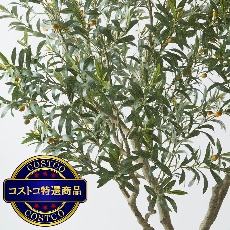 (コストコ) CG HUNTER Faux Olive Tree 244cm