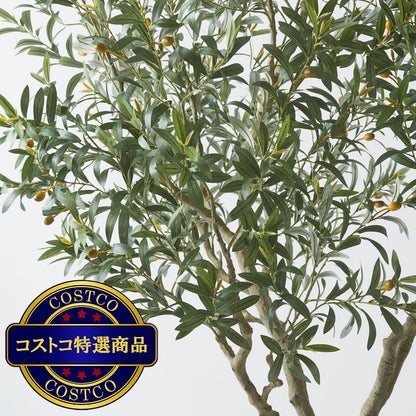 (コストコ) CG HUNTER Faux Olive Tree 244cm