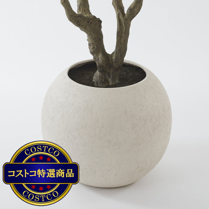 (コストコ) CG HUNTER Faux Olive Tree 244cm
