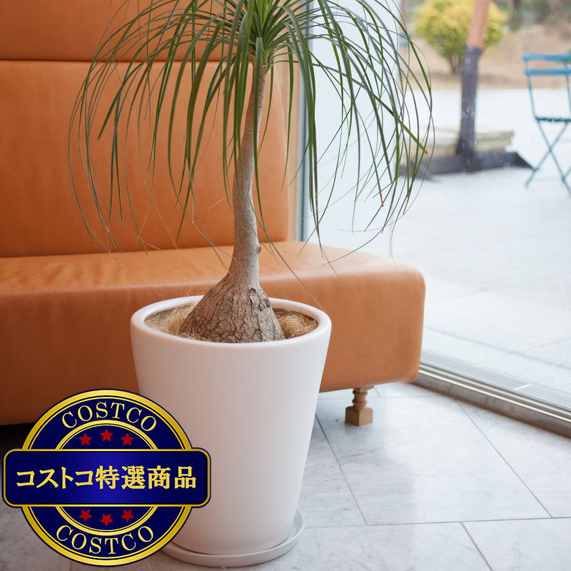(コストコ) ヤマテー モダン PR1 マット釉 プランター 受け皿付き M 11号 32 x 39.5cm ブラック ZZ-C13K11P