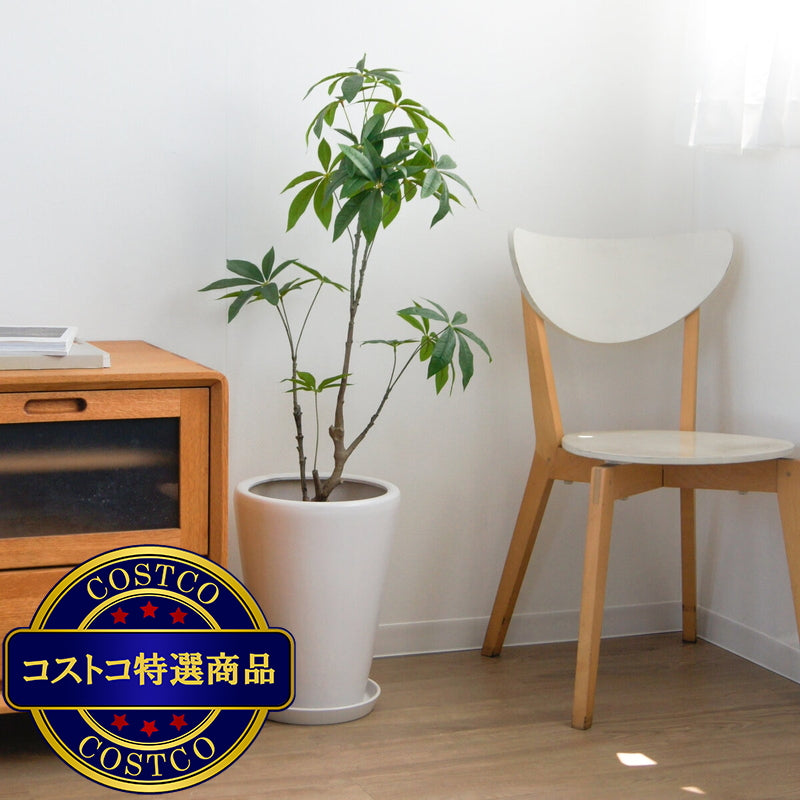 (コストコ) モダン PR1 マット釉 プランター 受け皿付き S 9号 26 x 36cm ホワイト ZZ-C13W09P