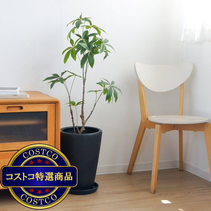 (コストコ) モダン PR1 マット釉 プランター 受け皿付き S 9号 26 x 36cm ブラック ZZ-C13K09P