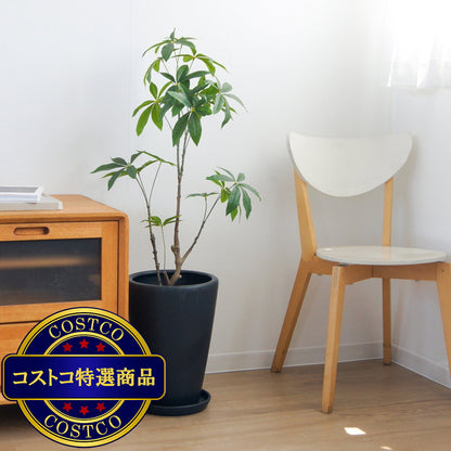 (コストコ) モダン PR1 マット釉 プランター 受け皿付き S 9号 26 x 36cm ブラック ZZ-C13K09P